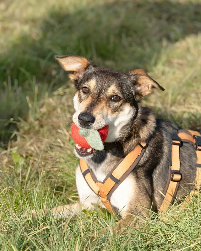 Buddy. Dog toys from Wollfilz "Apfel"