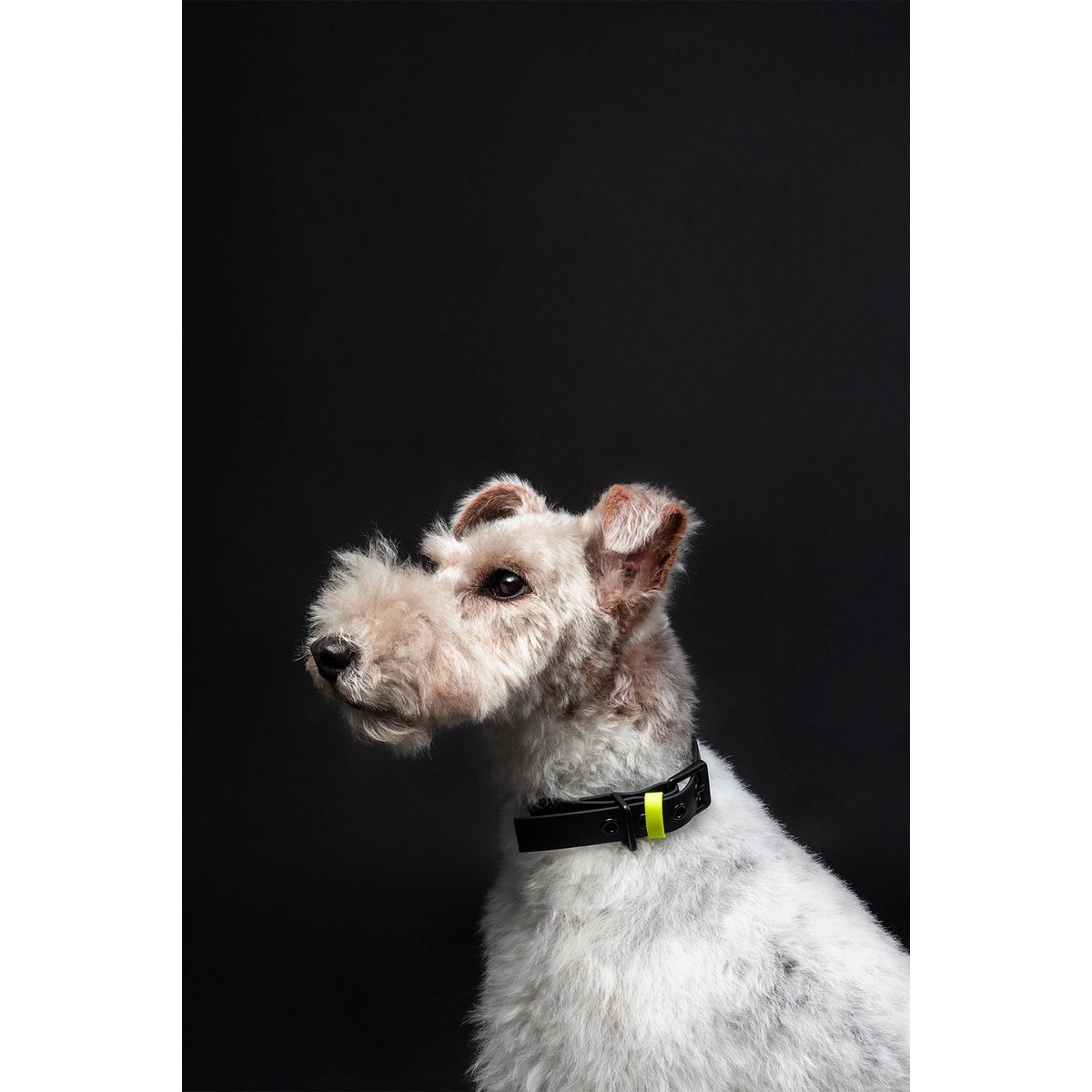 Dog collar C01