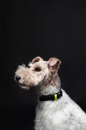 Dog collar C01