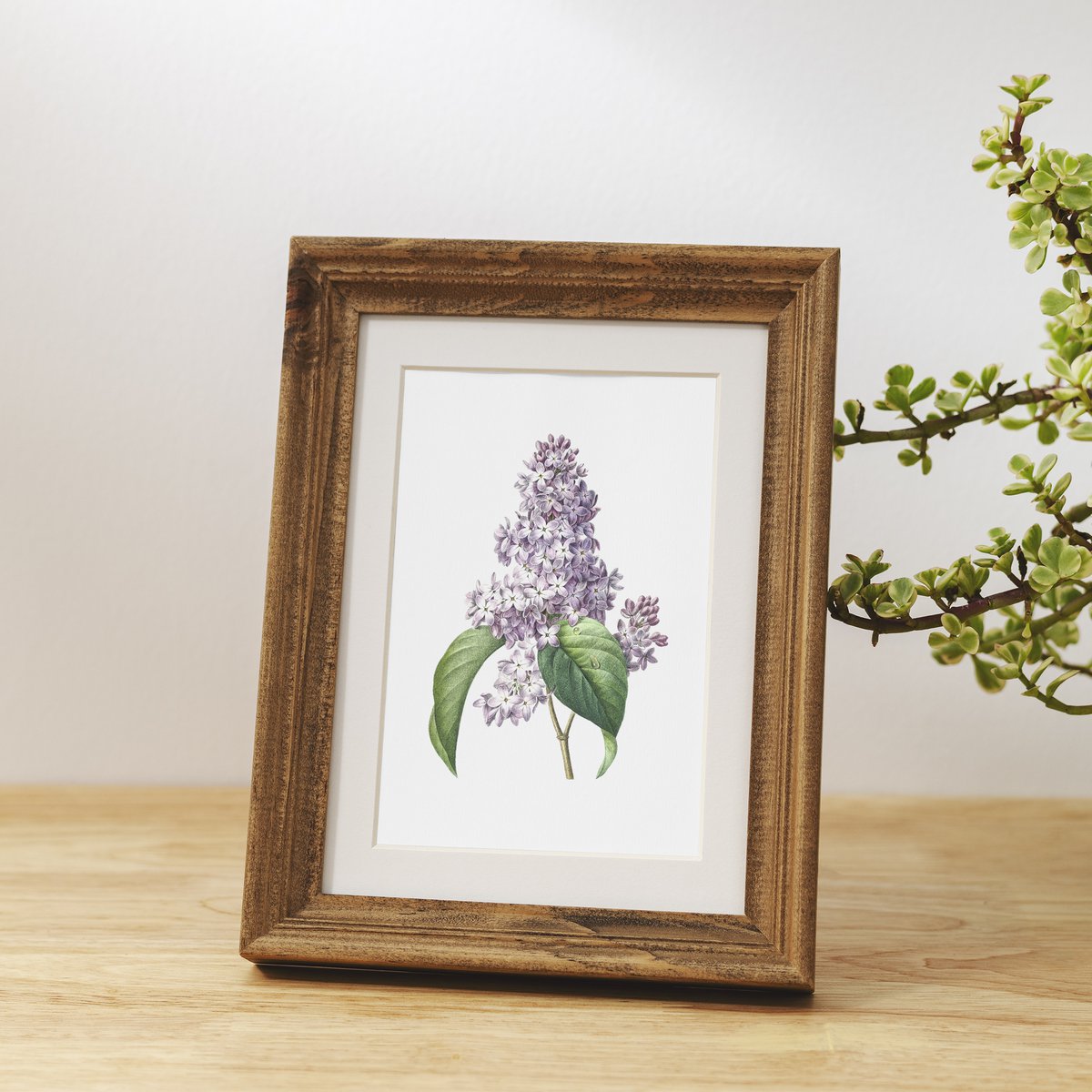 Botanische kunst print mix x16 | Vintage bloem illustratie | Kunst aan de muur