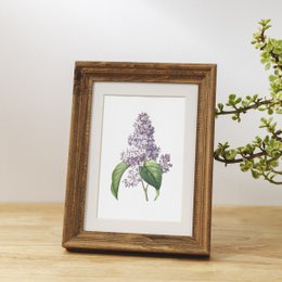 Mix di stampe d'arte botanica x16 | Illustrazione di fiori d'epoca | Decorazione artistica da parete