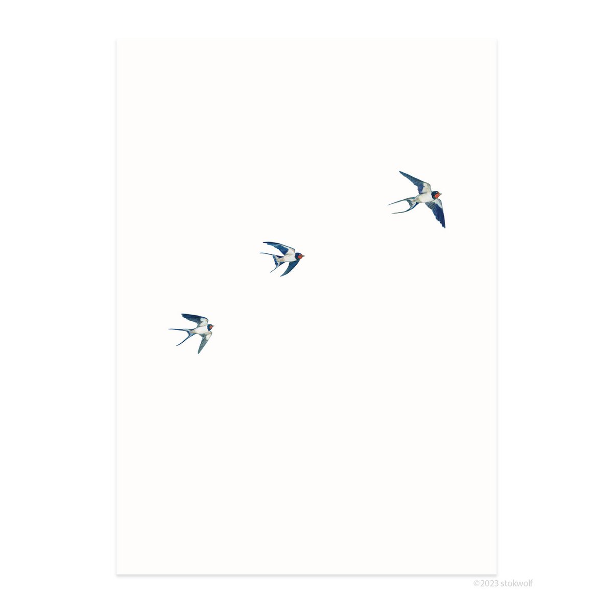 postcard | Barn Swallow flying