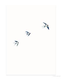 postal | Golondrina volando