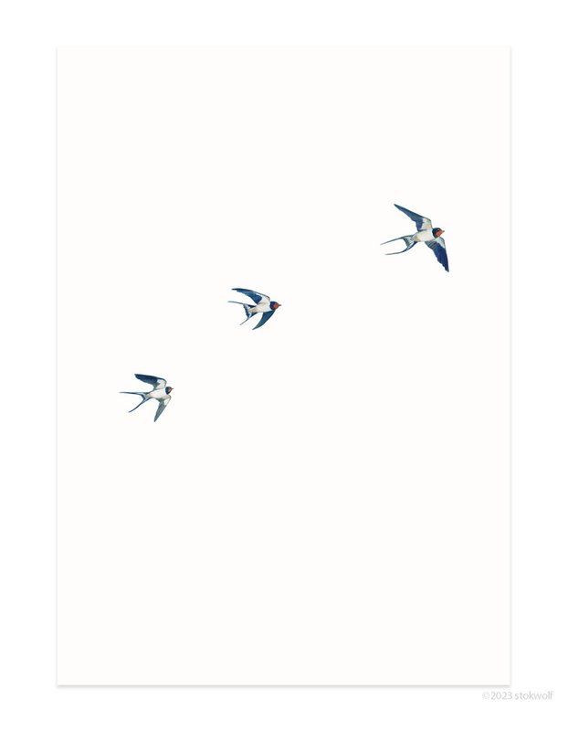 postal | Golondrina volando