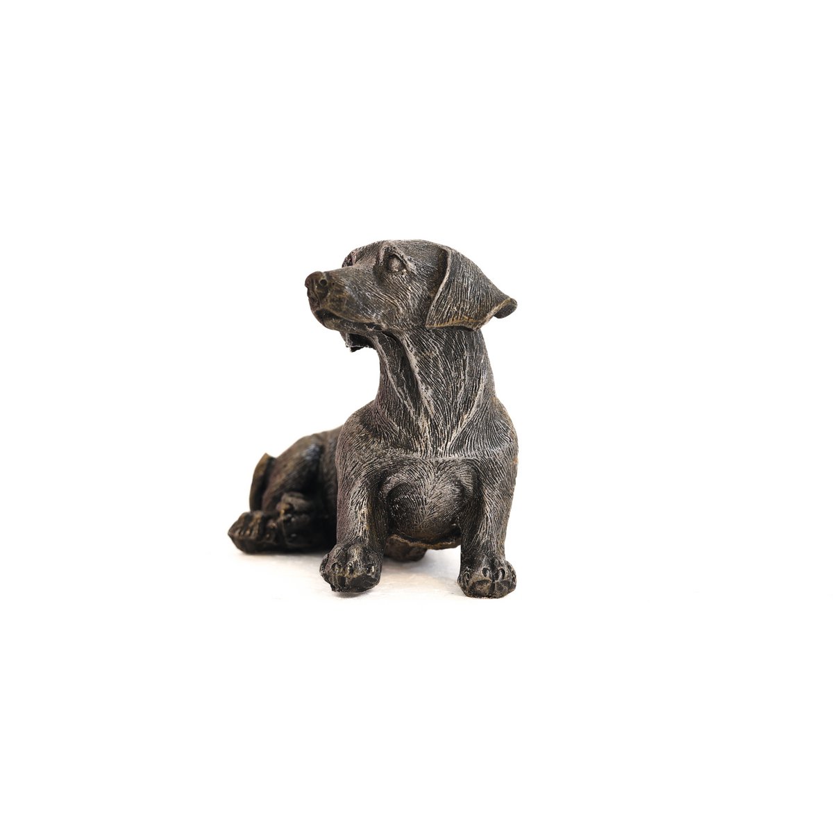 Dachshund
