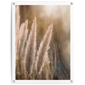Gartendeko Gartenposter Pampas 80x60