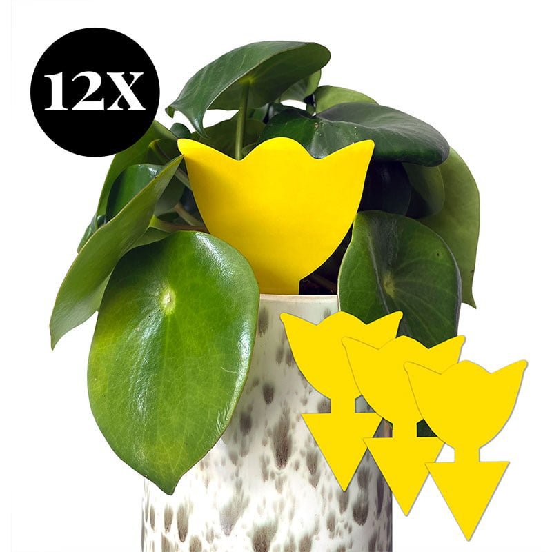 Vangkaarten voor insecten - Set 12 stuks