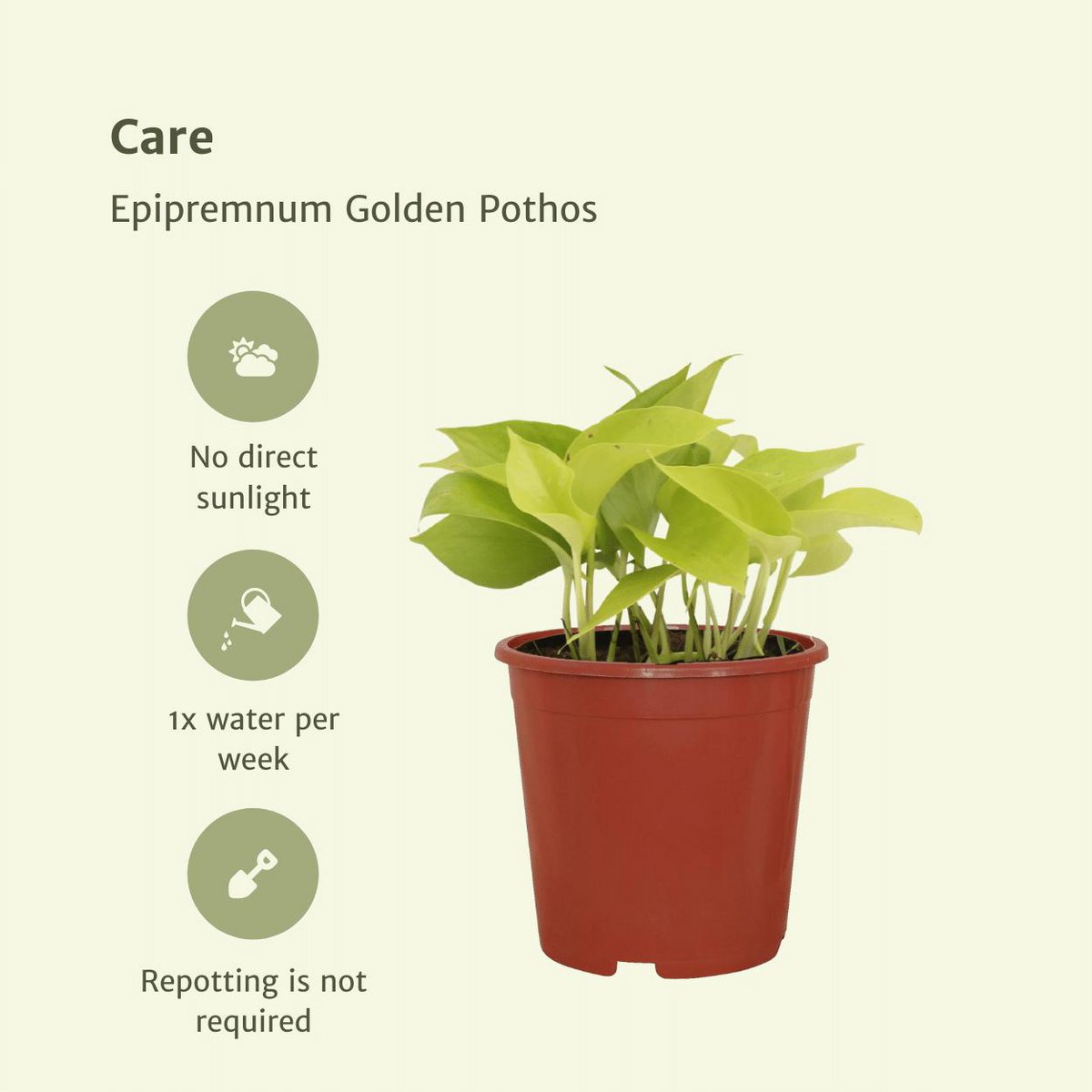 Epipremnum Golden Pothos - 4 pieces - ø12cm - ↕15cm