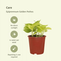 Epipremnum Golden Pothos - 4 pieces - ø12cm - ↕15cm