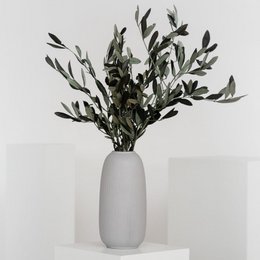 Preserved olive branches green from Italy