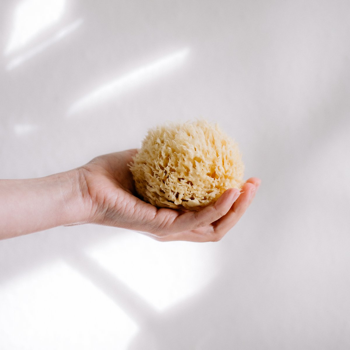 Natural sea sponge in eco gift box, medium
