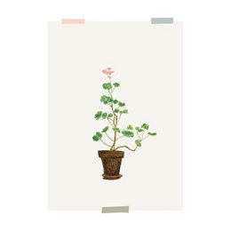 Potted geranium plant with green leaves and pink flowers in a brown ceramic pot.