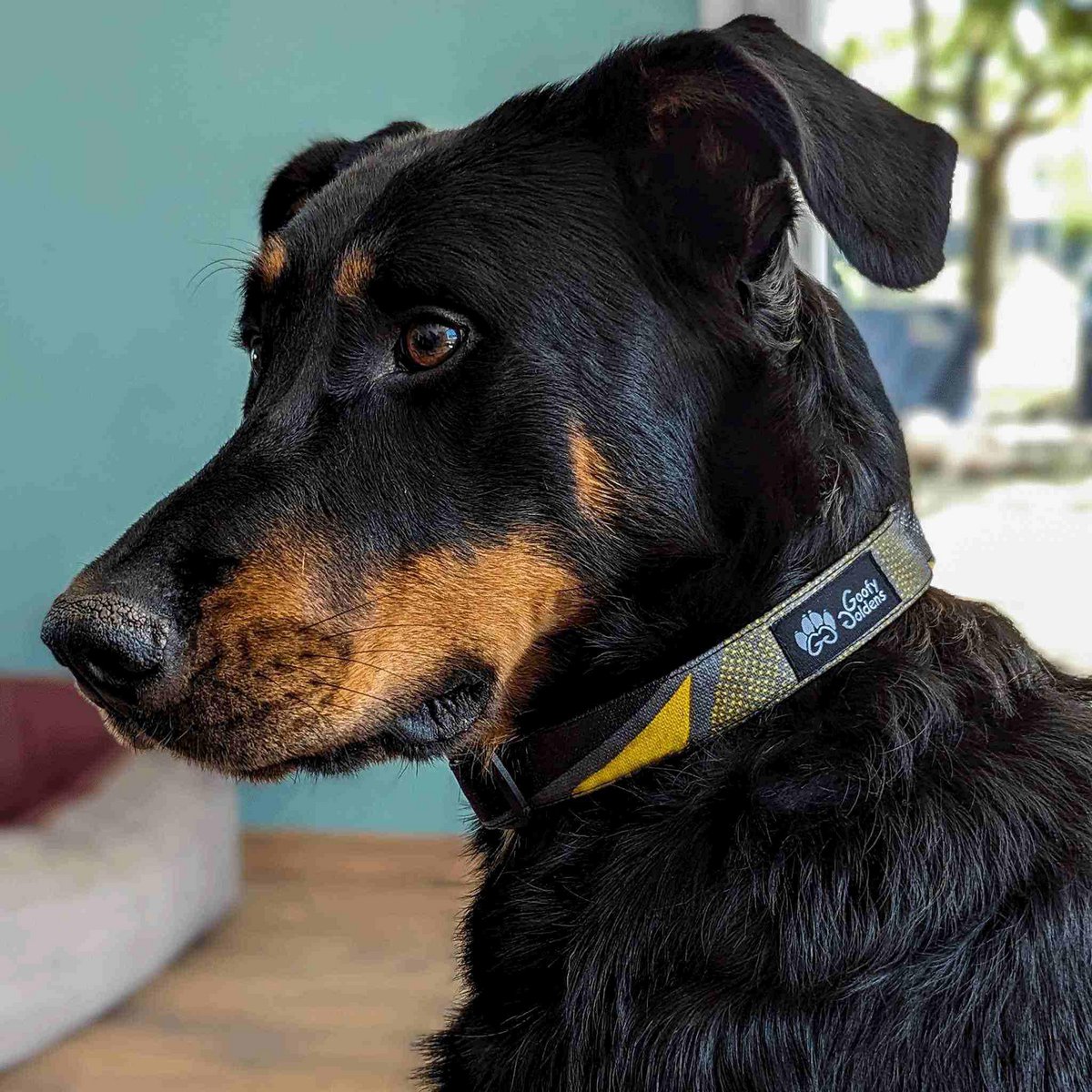 Elegante collare per cani in tessuto