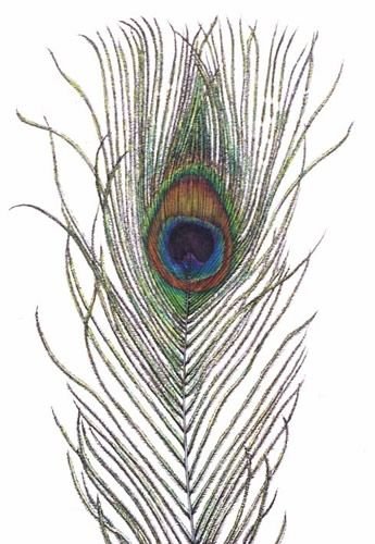 Peacock feathers - 10 pieces