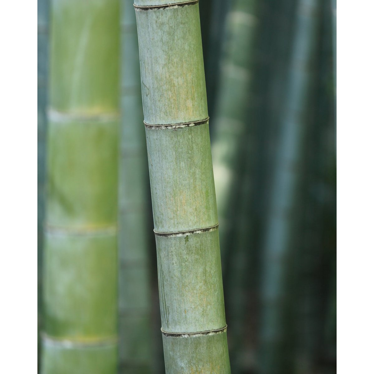 Adaptogen 3AGR Bambus łagodzący stres