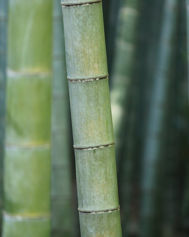 Adaptogen 3AGR Stress Relief Bamboo