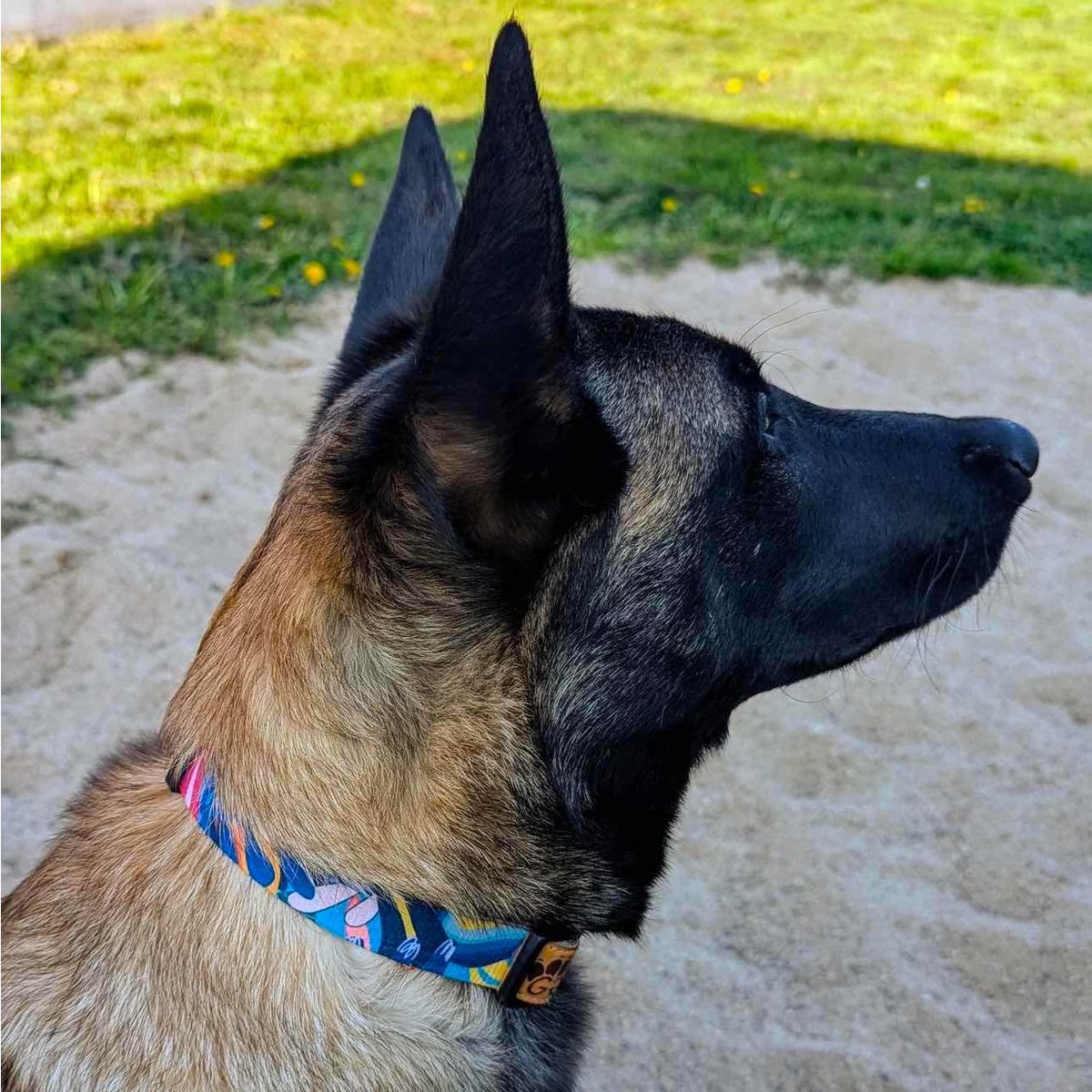 Collana per cani lagon