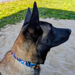 Lagon dog necklace