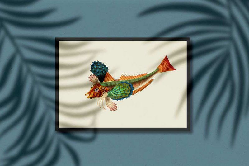 Japanischer Knurrhahn