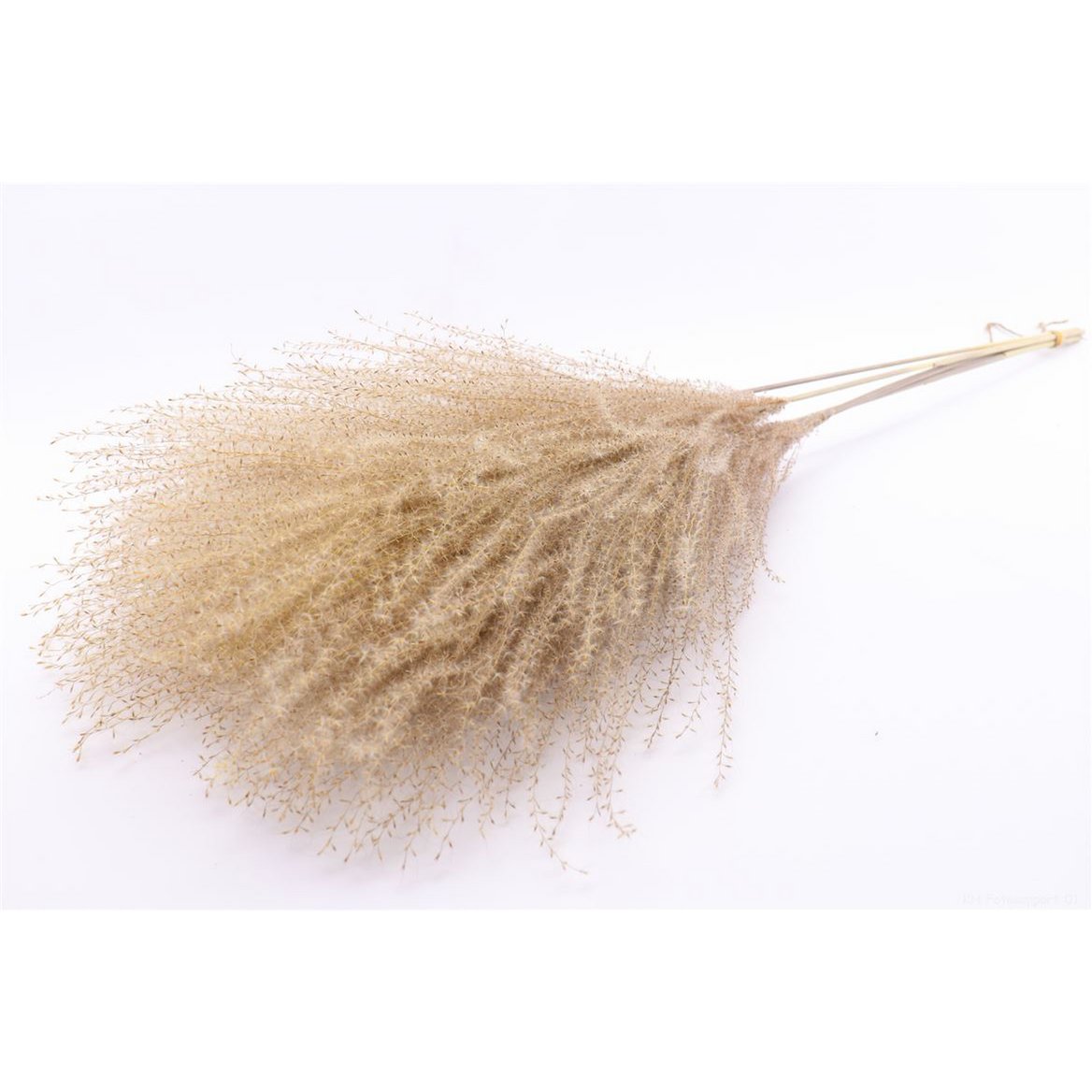 Federgras lang, 5 Stück/Bund, ca.100cm, natur
