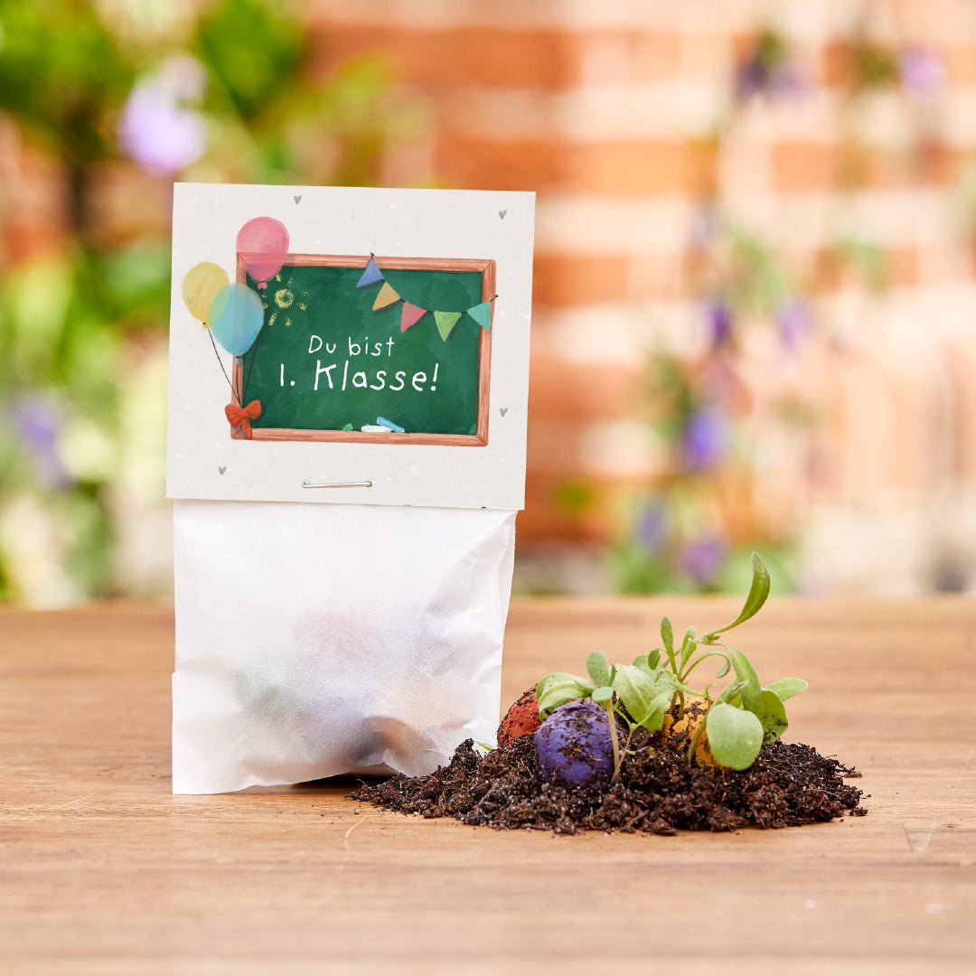 5er Blumenmurmeln im Pergaminbeutel - "Du bist 1. Klasse"- Einschulung