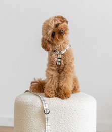Genanvendt PET-sele Beige Line Design, Juno