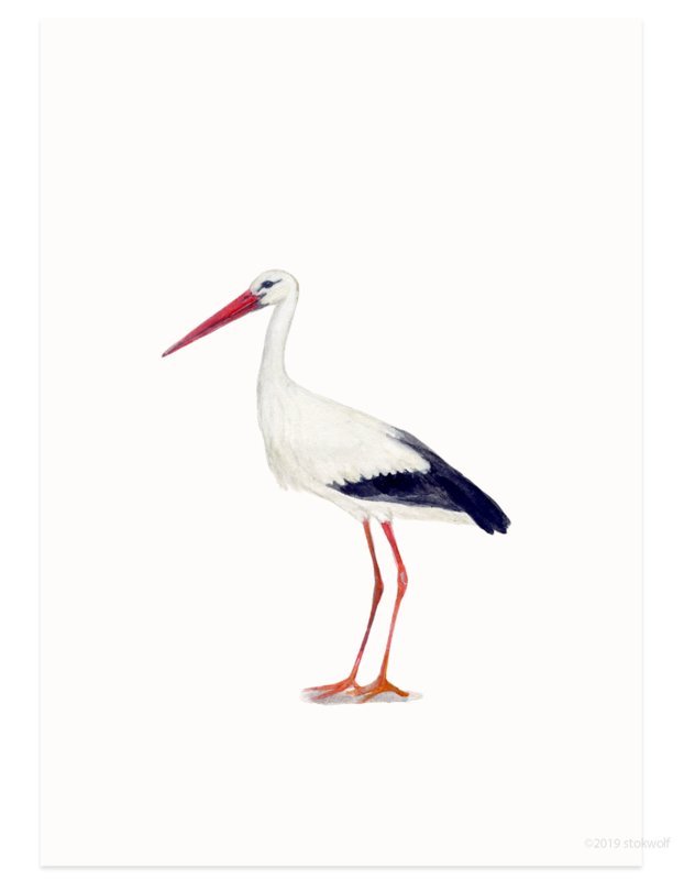postkort | stork