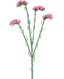  A bouquet of pink carnation-like flowers on long green stems. The flowers have a soft, fluffy appearance and the stems are slender and curved.