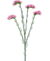 A bouquet of pink carnation-like flowers on long green stems. The flowers have a soft, fluffy appearance and the stems are slender and curved.