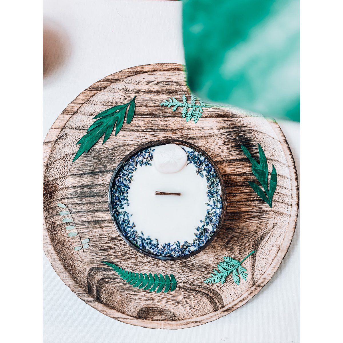 Sand Dollar candle - coconut shell