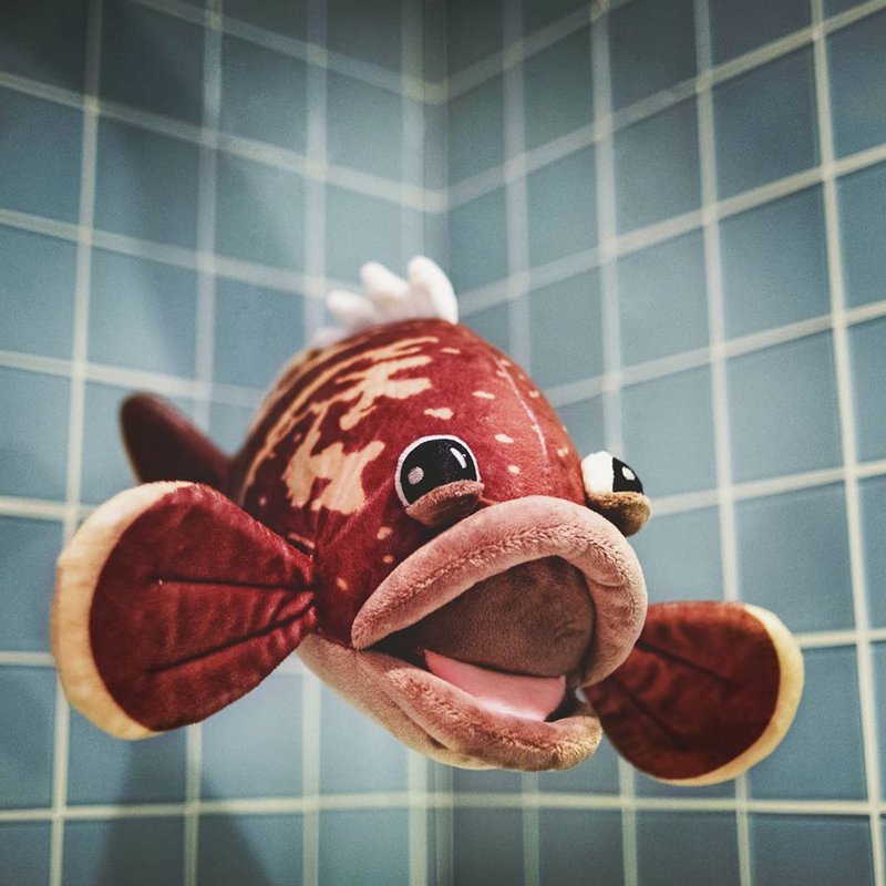 Grouper Tout Court