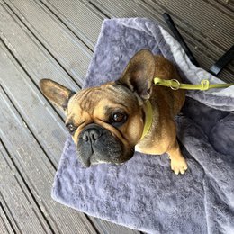 COZY Kuscheldecke für Hunde
