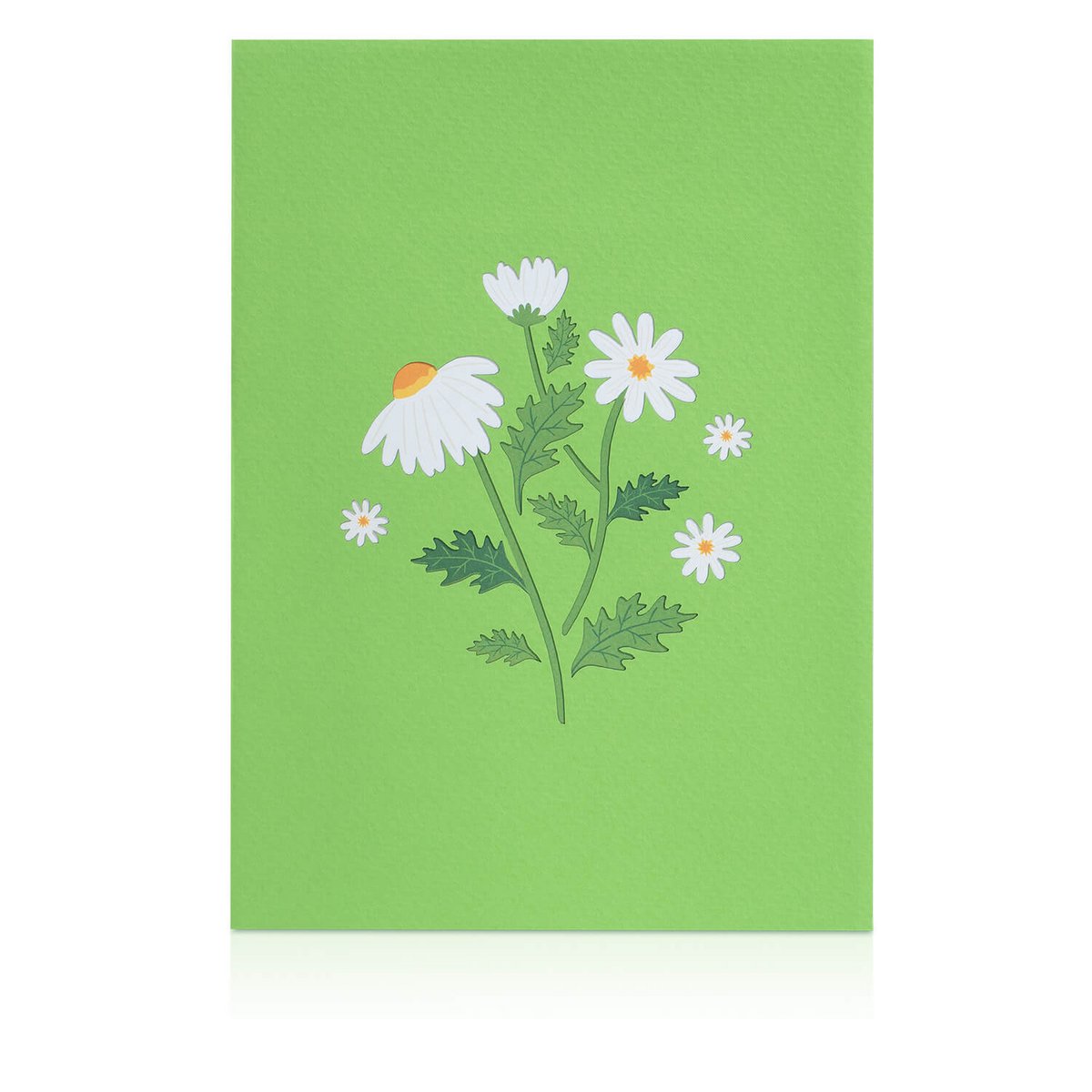 Tarjeta desplegable Margarita con mariposa