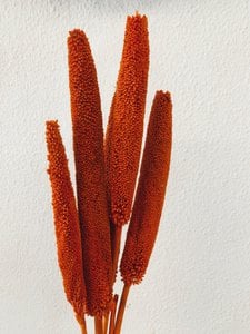Babala oranje gedroogde bloemen