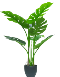 Evergreen Home Decoration