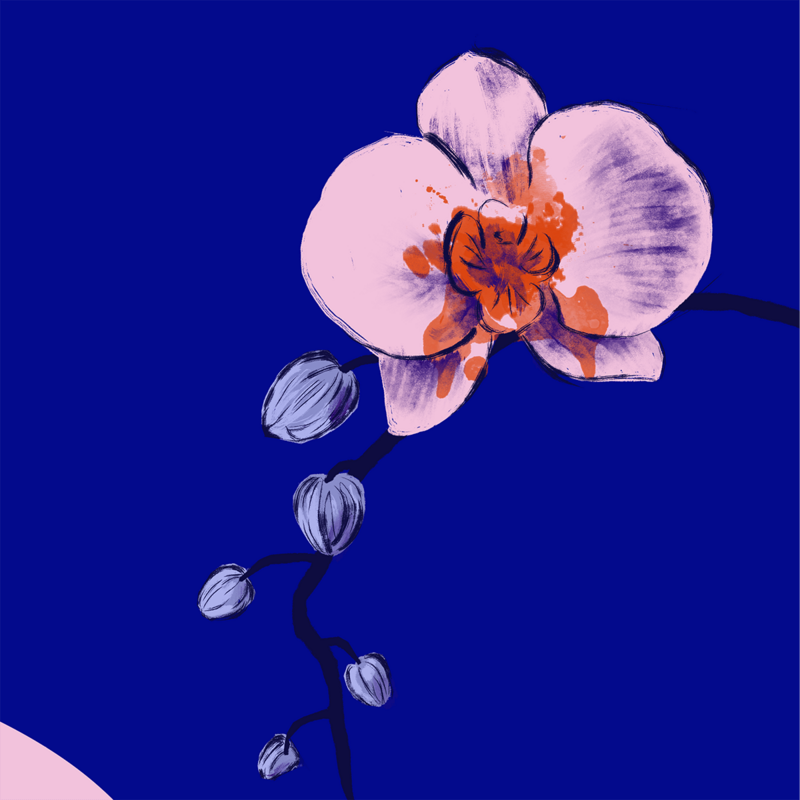 Orchidea