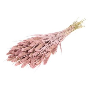 Setarea gedroogd, ca. 60cm, witgekalkt roze