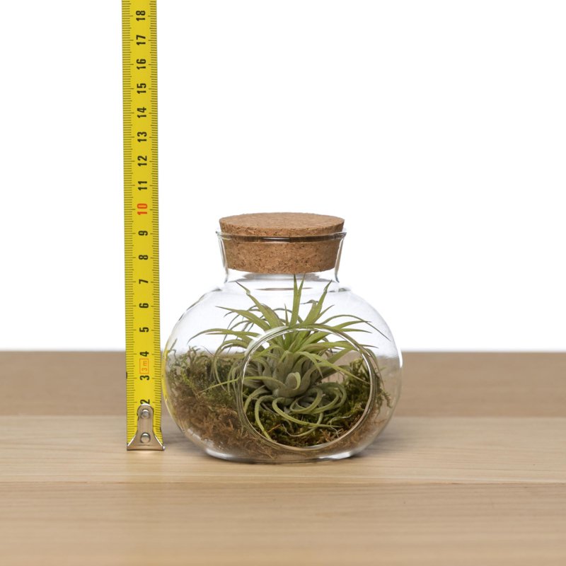 Small cork cap pot + airplant