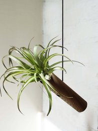A dark oak hanging cylinder plant pot with transparent, black, and various succulent plant variants.