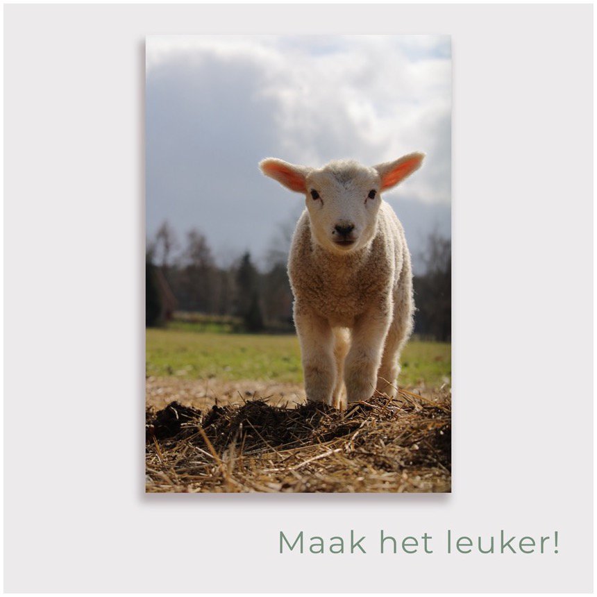 Plakat ogrodowy Baranek