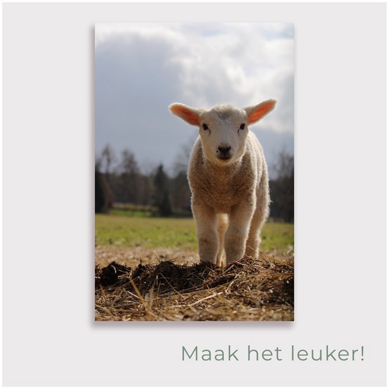 Gartenposter Lamm