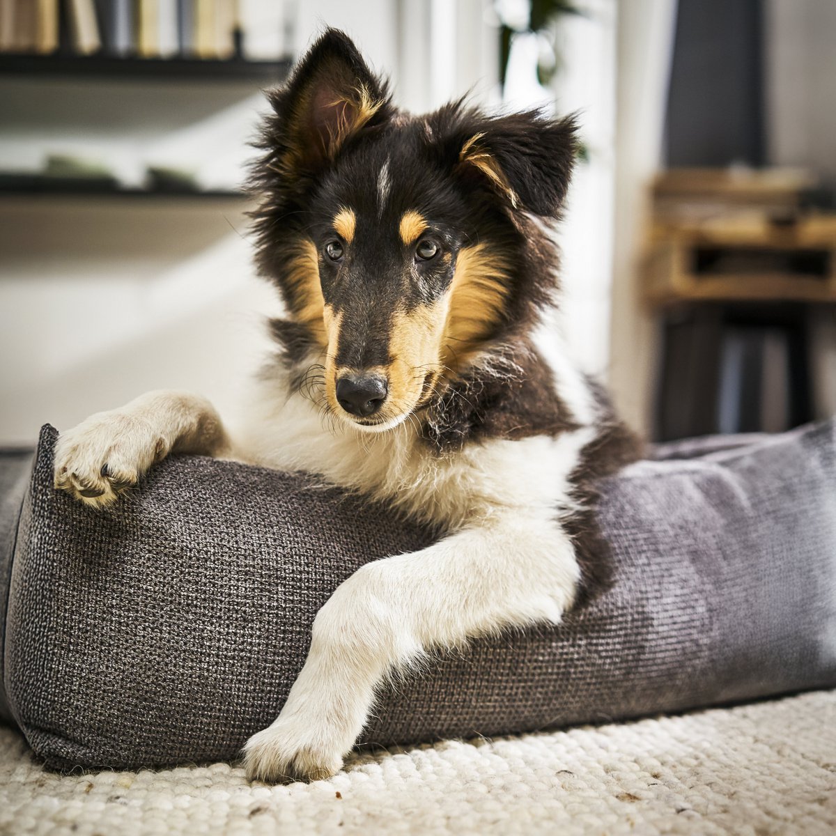 TUDOR CLASSIC HUNDEBETT