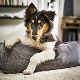 TUDOR CLASSIC HUNDEBETT