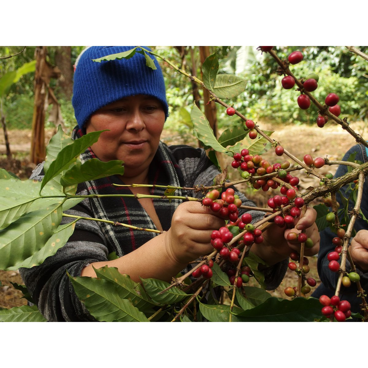 Økologisk espressoblanding Nicaragua/Tanzania, 250 g, malet