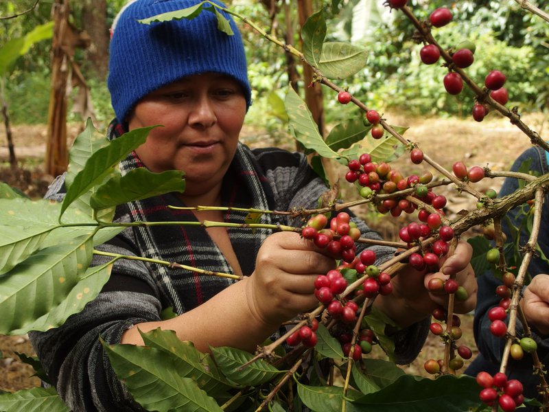 Organic espresso blend Nicaragua/Tanzania, 250g, ground