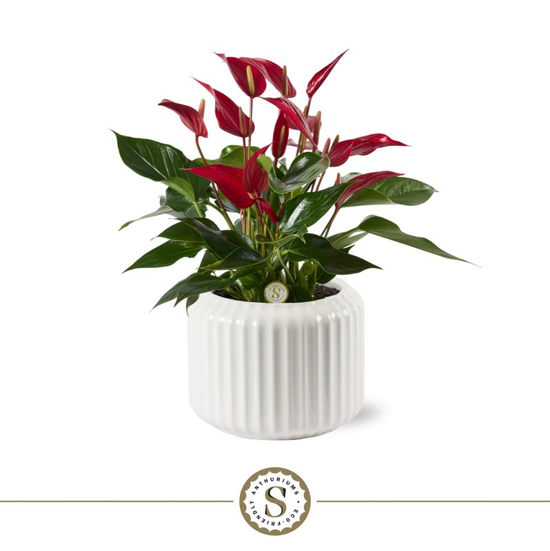 Bologne White Roja