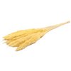 Fluffy pampas - per bunch - 70 cm - yellow - dried flowers