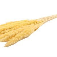 Flauschige Pampa - pro Bund - 70 cm - gelb - getrocknete Blüten