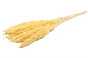 Fluffy pampas - per bunch - 70 cm - yellow - dried flowers