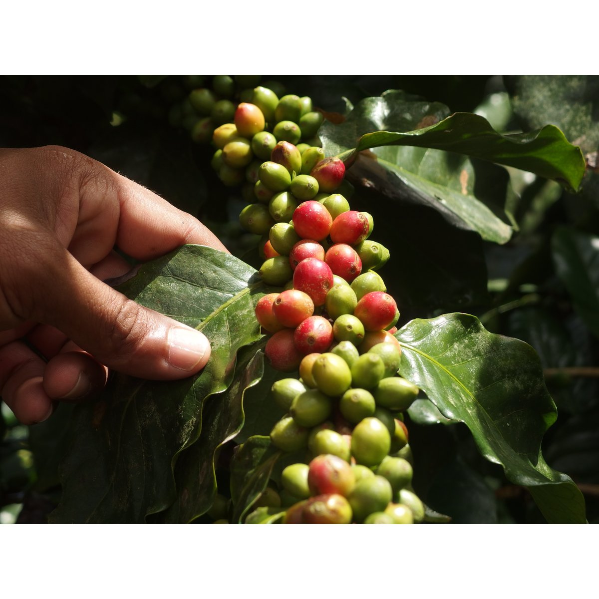 Caffè da vela, 250g, chicchi interi, biologico